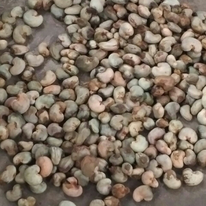 Raw cashew nuts 1