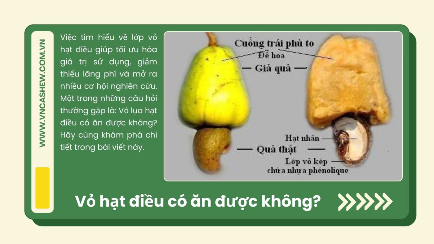Vỏ lụa hạt điều có ăn được không? Vỏ lụa hạt điều có ăn được không